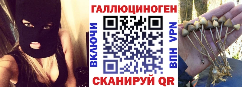 где купить   Курчатов  Псилоцибиновые грибы MAGIC MUSHROOMS 
